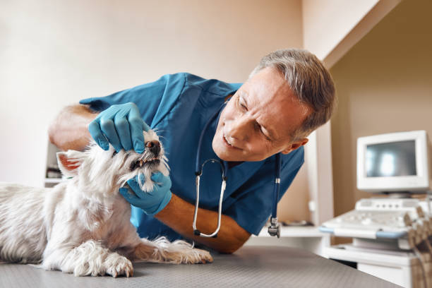 Best Knocked-Out Tooth (Avulsed Tooth) Treatment in Independence, OH